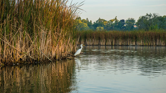 Great egret on the edge of the Rouge River at Rouge National Urban Park.
