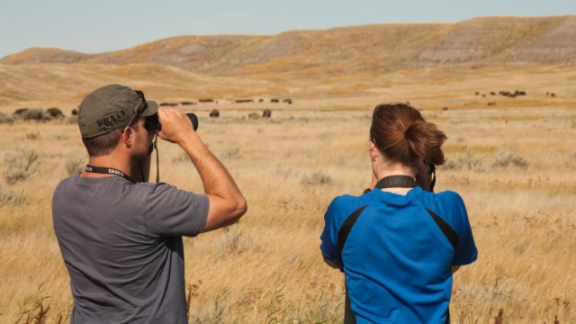  Two visitors observe a herd of bison in Grasslands National Park.