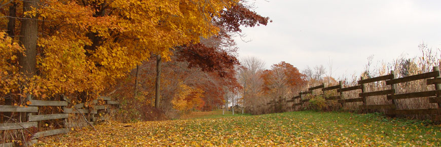 A fall foliage-filled groundspace