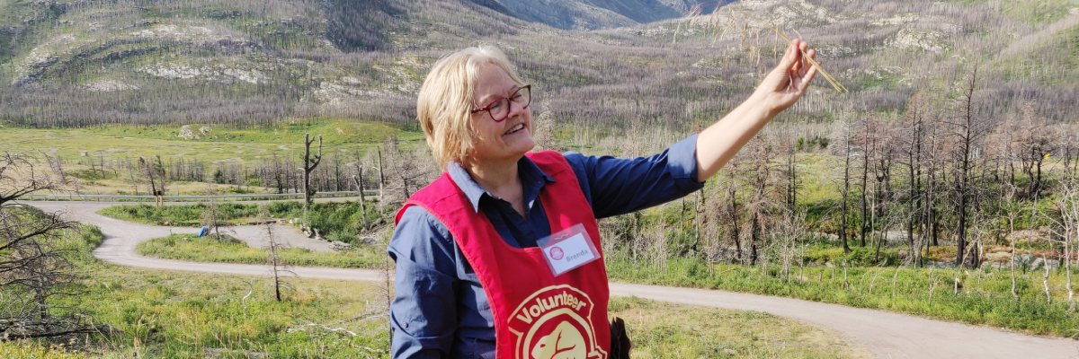 A volunteer collecting seeds with mountains in the background.