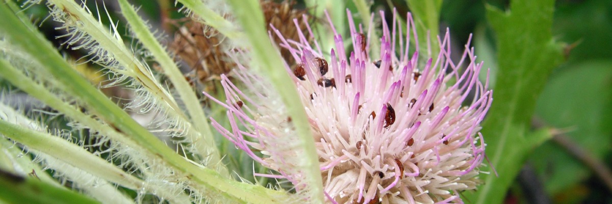 A close up of a pink Mingan thistle flower.
