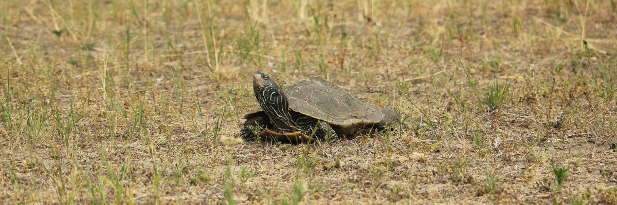 A turtle on the grass with a protective turtle nest box in the background.
