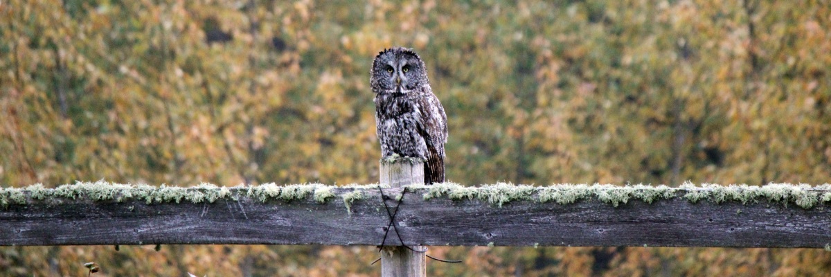 An owl perched on a fence.