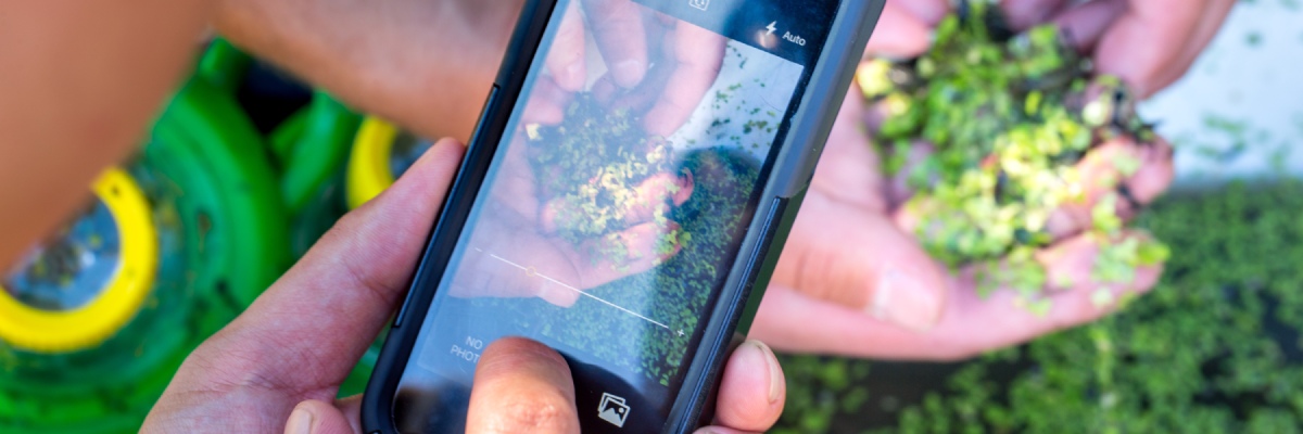 Gros plan sur le téléphone intelligent d’un visiteur qui prend une photo d’un insecte caché dans la végétation.