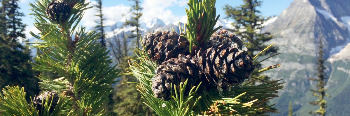 Coniferous tree tops with cones with the Rocky Mountains in the background.