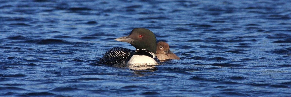 A common loon with its young on a lake.