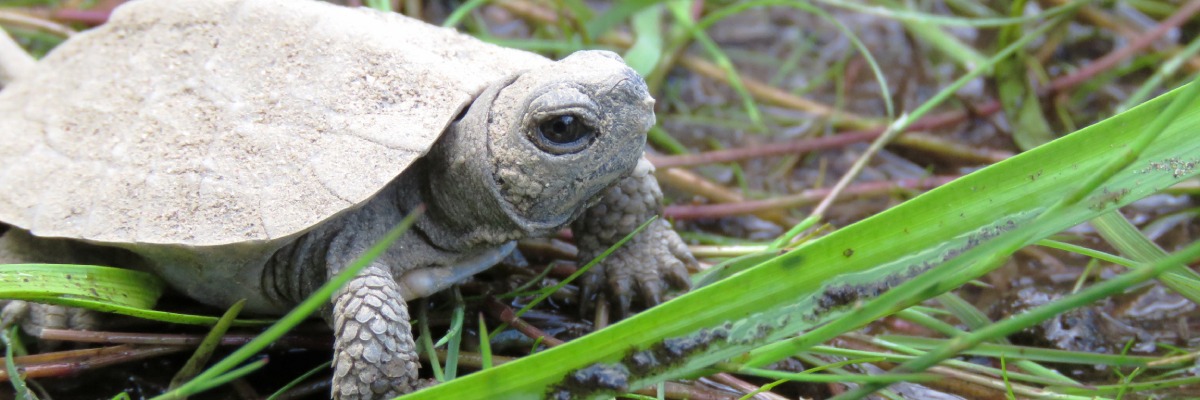 Un bébé tortue des bois dans l’herbe.