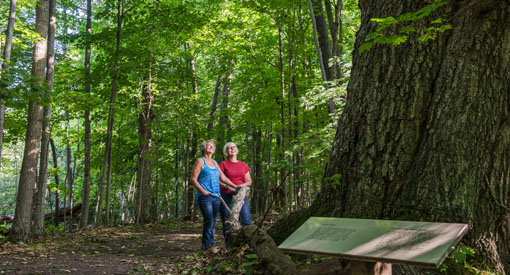 Two women look at a huge tree along the Rains Point Trail.