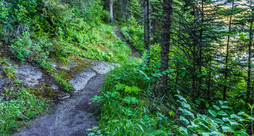 A forest trail bordering Emerald Lake.