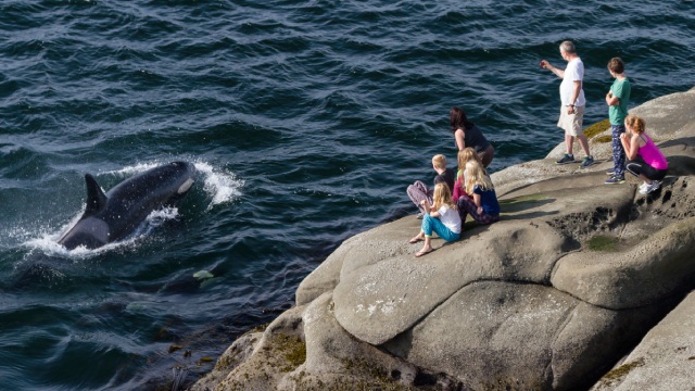 Visitors watching killer whales from a rock cape.