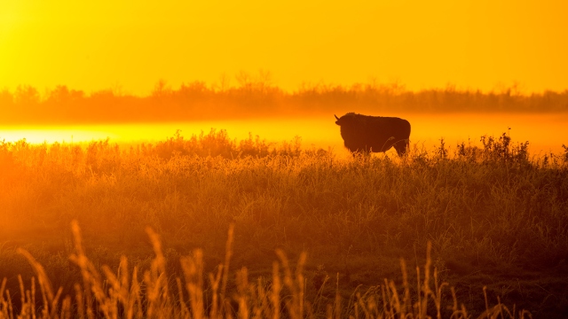 Un bison dans la plaine dans la boucle de l’Enclos-des-Bisons lors du coucher de soleil.