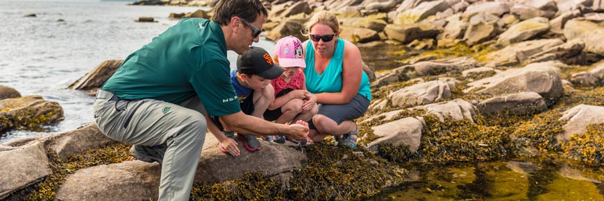 Une famille et un guide observent la faune aquatique des cuvettes de marée de la plage de Petit-Gaspé.