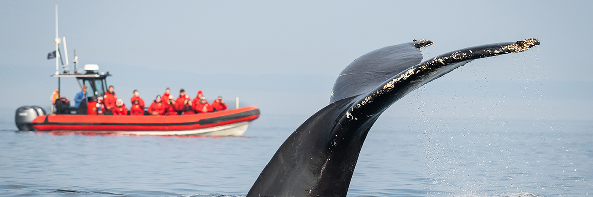 Close-up of a whale tail with a cruise ship in the background.