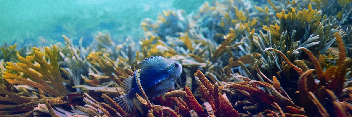 Underwater photo of a fish and various types of seaweed.