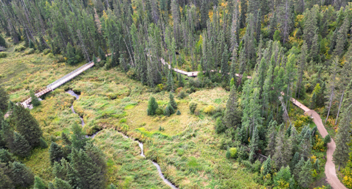 Vue aérienne d'un sentier qui traverse un peuplement d'épinettes au parc national du Mont-Riding.