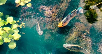 4 petits poissons qui nagent dans l'eau à la promenade inférieur