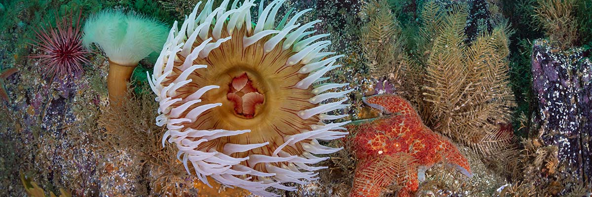 Scène sous-marine avec une vie marine colorée : anémones de mer, étoiles de mer et oursins