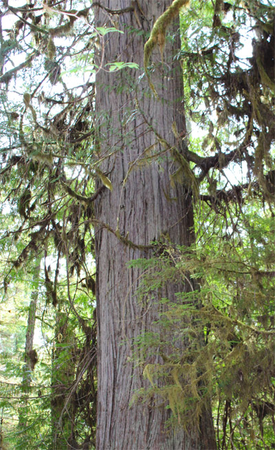 The carver chose this monumental red cedar from the ancient forests of Haida Gwaii