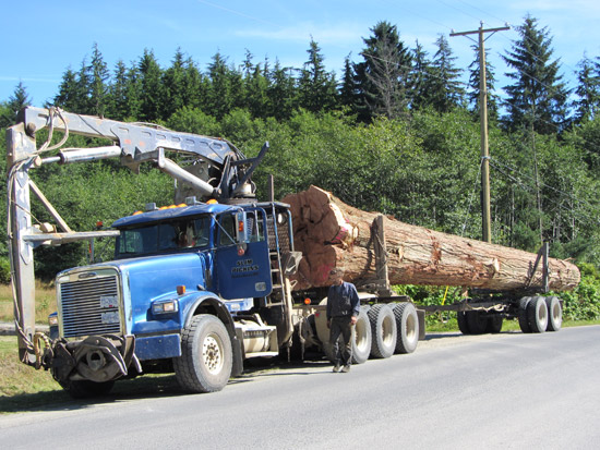 The tree was trucked from the forest into Skidegate