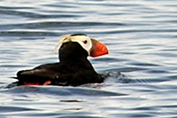 Tufted puffin