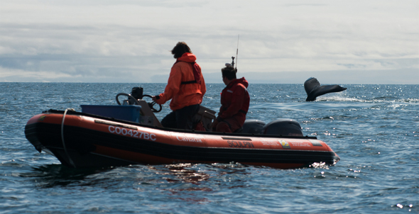 2 people watch a tailfin from a zodiac