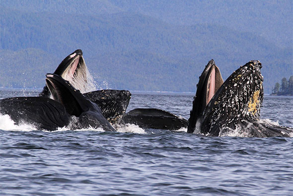 A group of humpback whales are seen breaking the surface as they feed