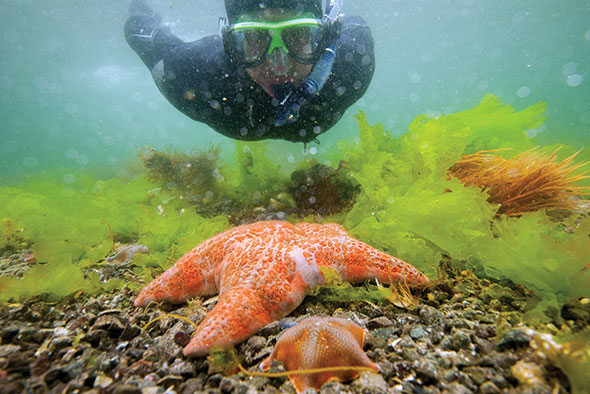A snorkeler swims towards an orange and white seastar