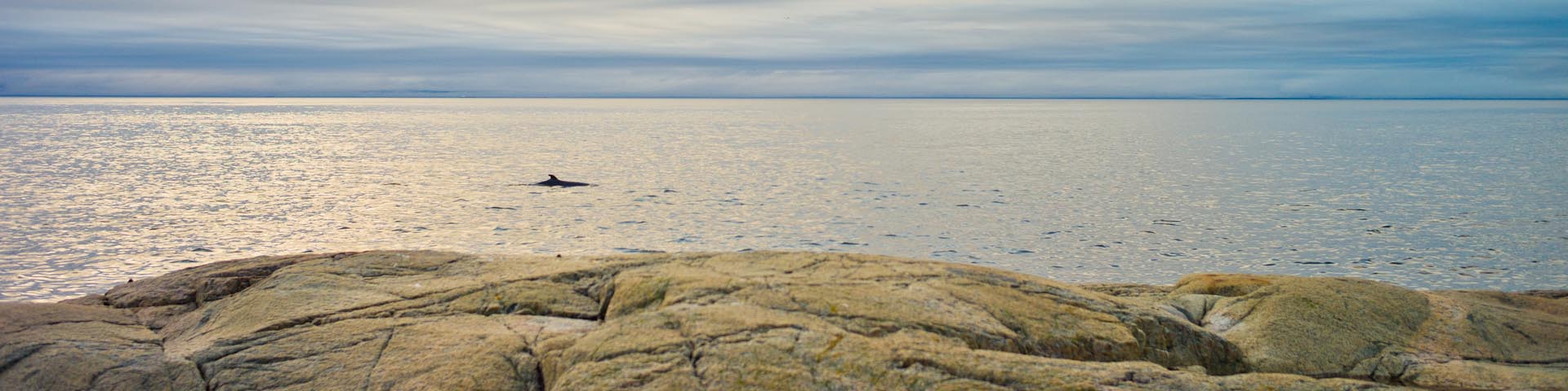 Une baleine sur la rive du St-Laurent près du Centre de découverte du milieu marin.