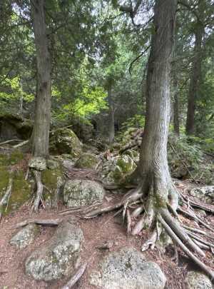 Large tree roots spreading across a rocky forest floor