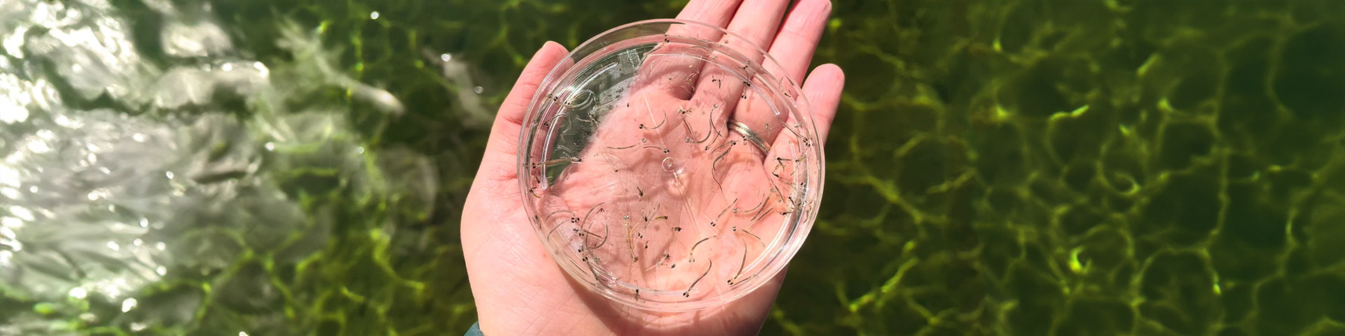 Lake whitefish larvae in a petri dish