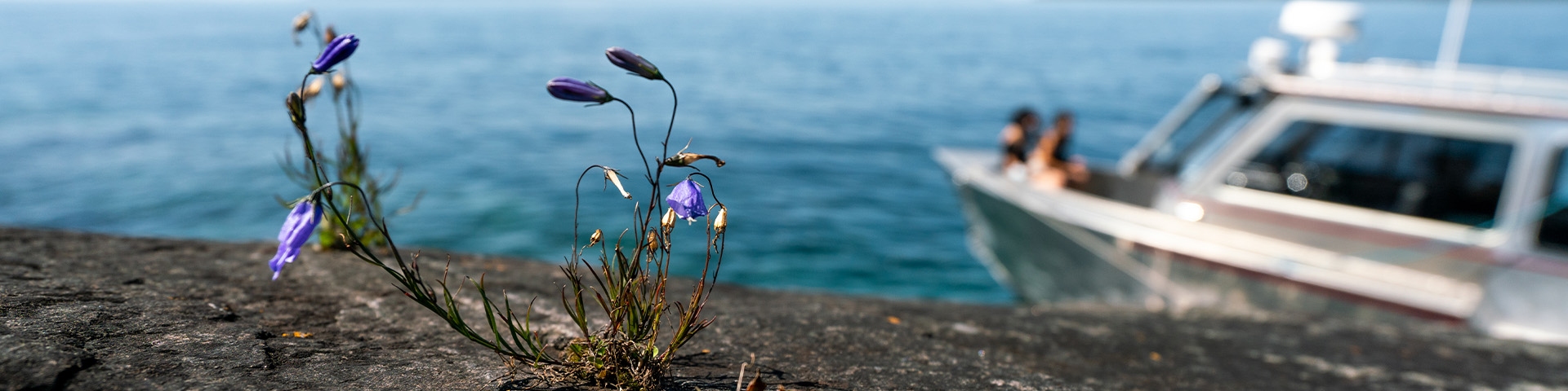 A flower on a rock on the shore.