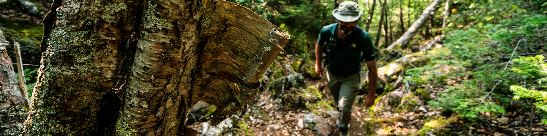 Un membre du personnel de Parcs Canada gravissant un sentier.