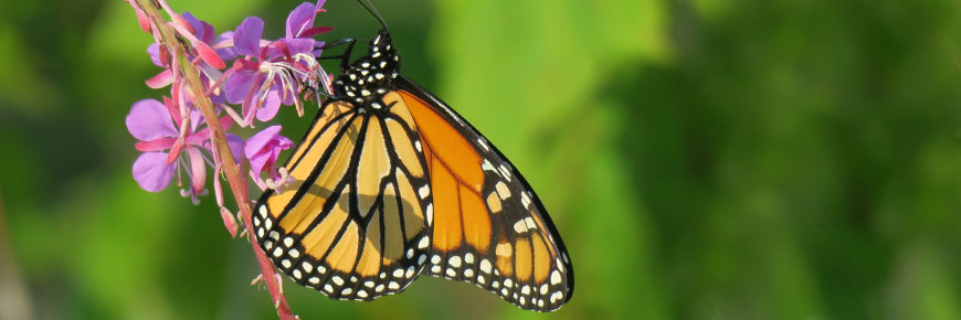 A Monarch caterpillar on milkweed at Fort St. Joseph National Historic Site