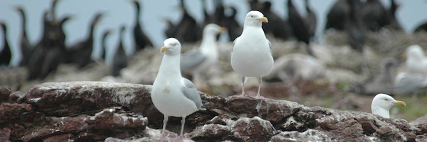Gulls on a rocky shore.