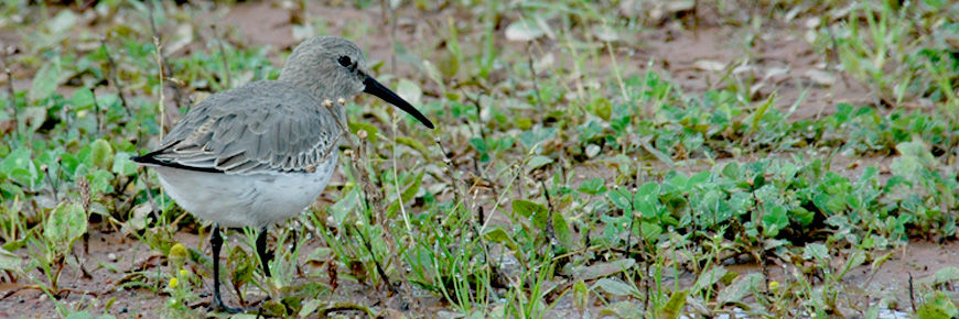  Un dunlin debout dans la végétation.