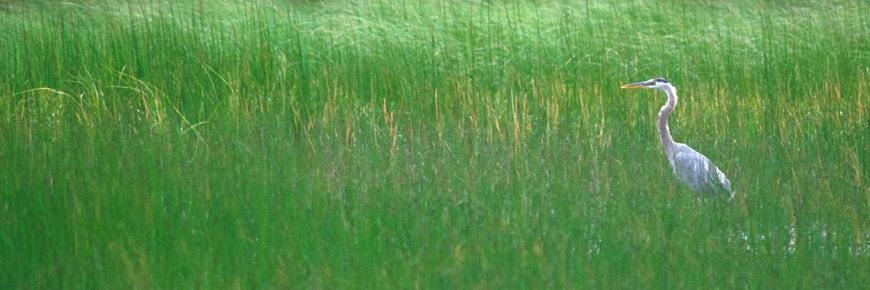 A great blue heron walking in the reeds.