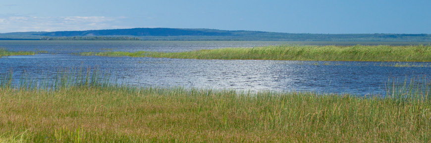  Un marais de roseaux