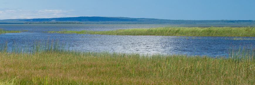 A reedy marsh.