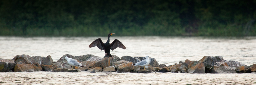  Trois oiseaux aquatiques coloniaux sur un rocher.