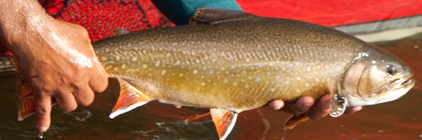 A brook trout.