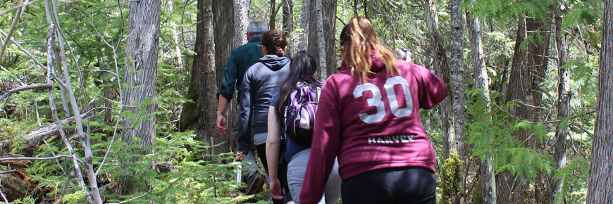 Four people hiking in the forest.