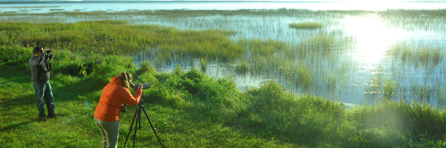 Two people with cameras on the edge of a marsh.