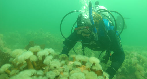 Un plongeur sous l'eau regarde le fond marin. 