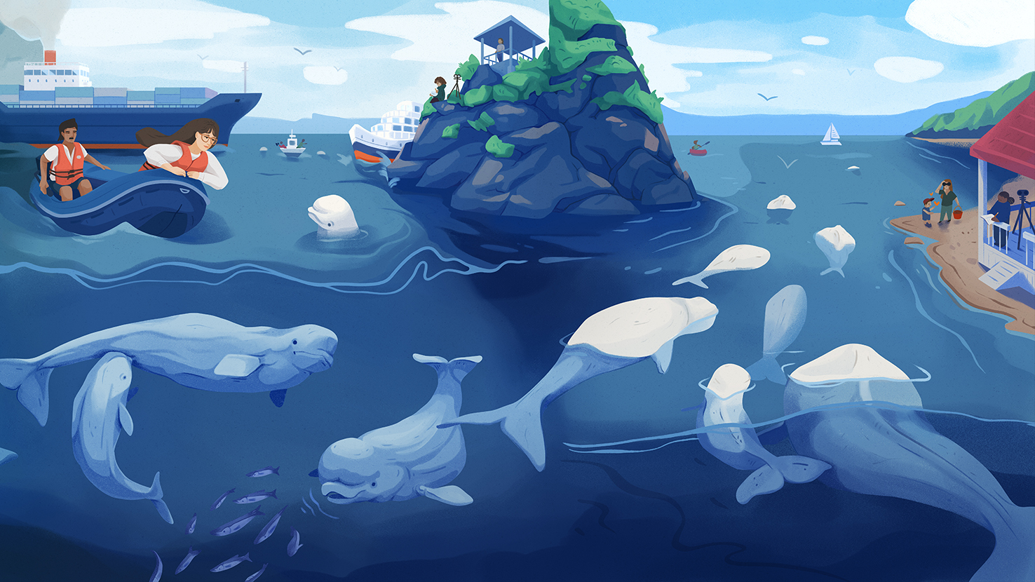 Une illustration qui reflète l'évolution de l'utilisation de l'habitat du béluga. 