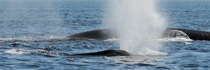 Whales at the surface expel the air from their event.