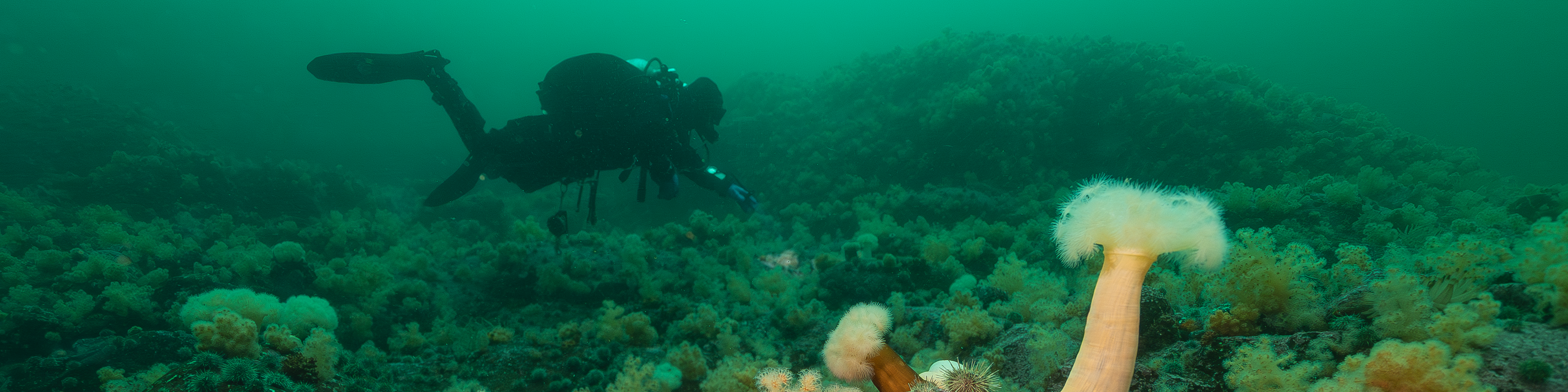 Sea anemones in the foreground on the St. Lawrence River seabed, with a diver in the background.