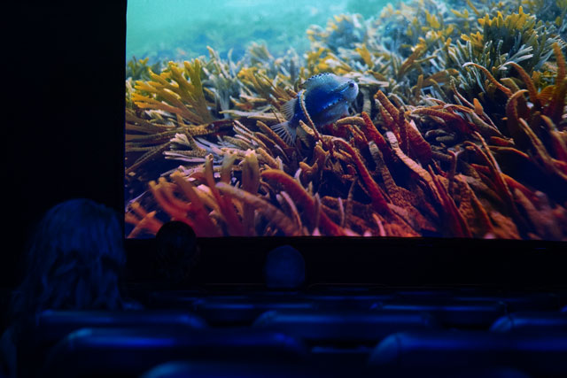 Silhouettes seated on benches in a screening room, watching an screen displaying underwater footage.