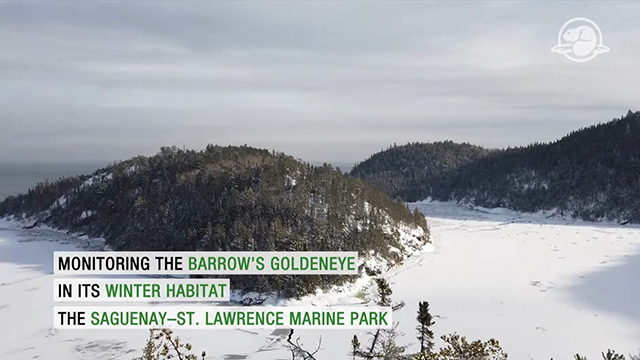 A bay surrounded by snow-covered mountains in midwinter with conifers in the foreground.