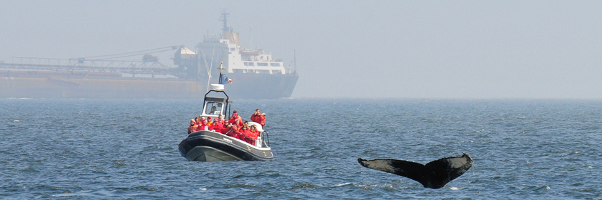Visitors on an inflatable excursion boat observe the tail of a Humpback whale while diving, in the background a ship in the mist.