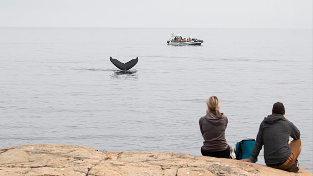 Un homme et une femme assis sur un rocher observent une queue de baleine.